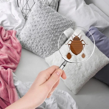 Cách loại bỏ NHANH CHÓNG ổ vi khuẩn trên giường nệm